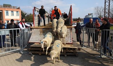 Büyükşehir’den 2. etap damızlık koç dağıtımı