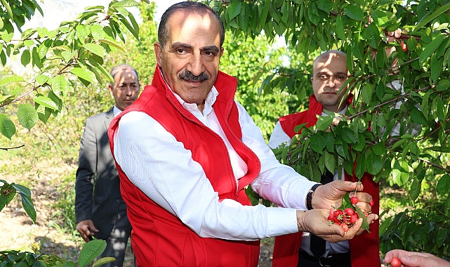 Milyonlarca kiraz ağacı ihracat rekoru kırmak için 1 hafta önceden meyvelerini verdi